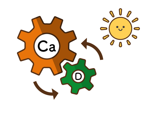ビタミンDとの相乗効果